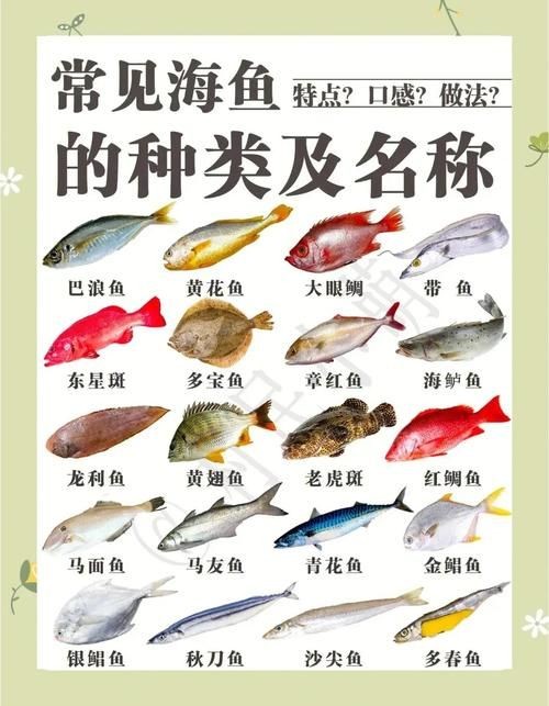 海魚類大全圖冊(cè)：《海魚類大全圖冊(cè)》70余種常見海水魚圖譜大合集