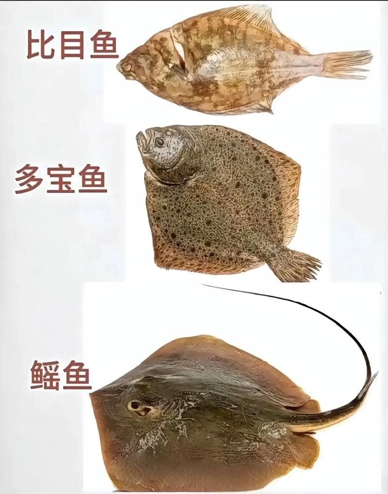 海魚類大全圖冊(cè)：《海魚類大全圖冊(cè)》70余種常見海水魚圖譜大合集