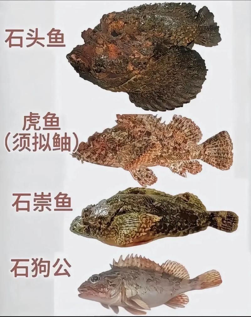 海魚類大全圖冊(cè)：《海魚類大全圖冊(cè)》70余種常見海水魚圖譜大合集