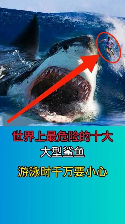 汗鯊和球鯊圖片對比：成吉思汗鯊與球鯊的形態特征對比分析