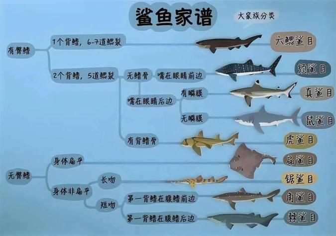 汗鯊和球鯊圖片對比：成吉思汗鯊與球鯊的形態特征對比分析