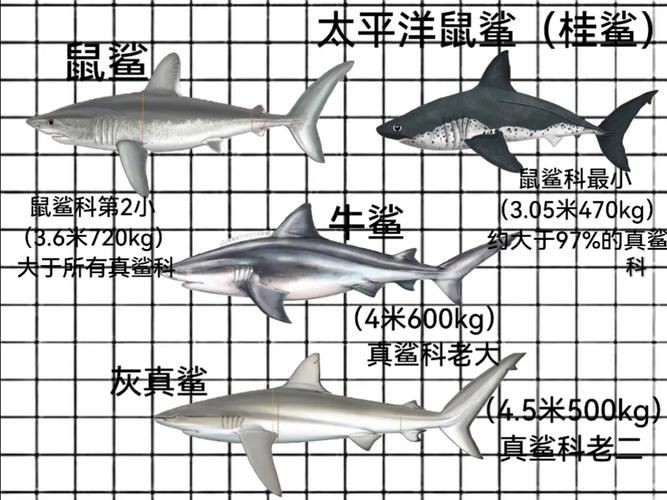 汗鯊和球鯊圖片對比：成吉思汗鯊與球鯊的形態特征對比分析