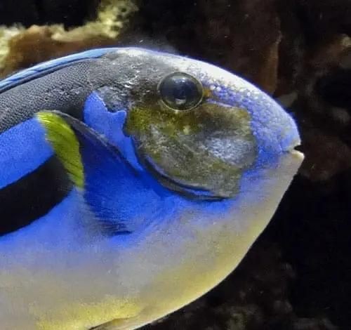 狗魚為何盡量少吃：如何科學飼養皇冠豹魚