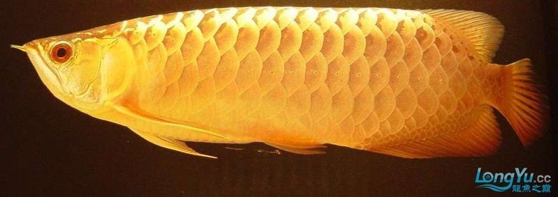 金頭過背金龍魚：淺談金頭過背金龍魚