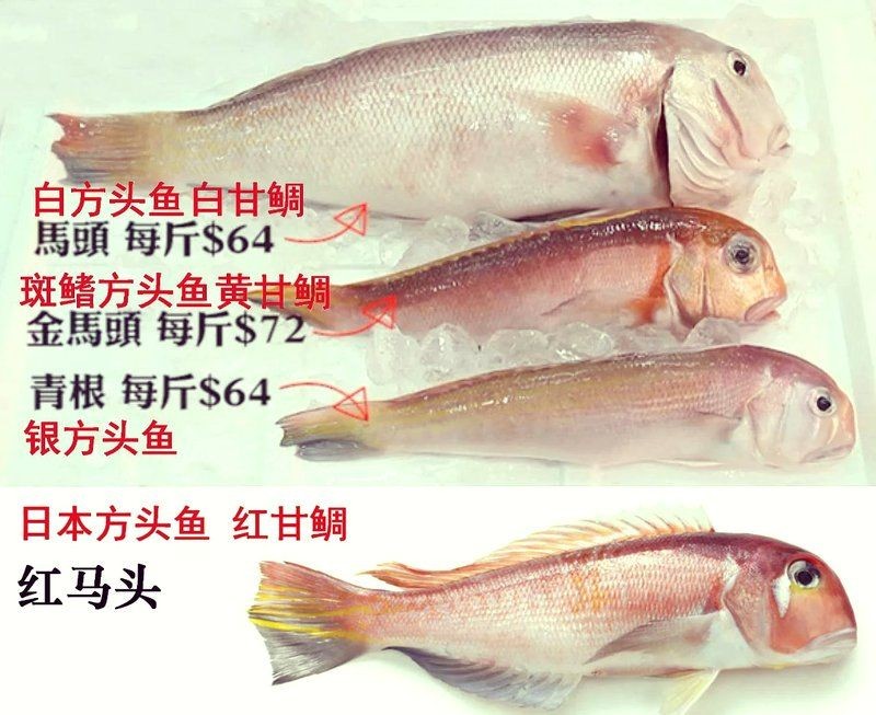 廣東各種魚粵語叫法：廣東地區常見魚類名稱及其特點馬頭魚的粵語名稱匯總