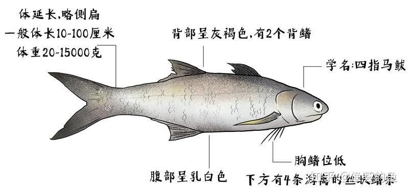 廣東各種魚粵語叫法：廣東地區常見魚類名稱及其特點馬頭魚的粵語名稱匯總