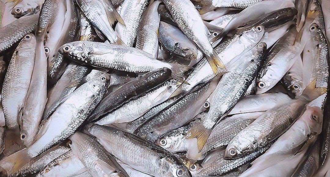 廣東各種魚粵語叫法：廣東地區常見魚類名稱及其特點馬頭魚的粵語名稱匯總