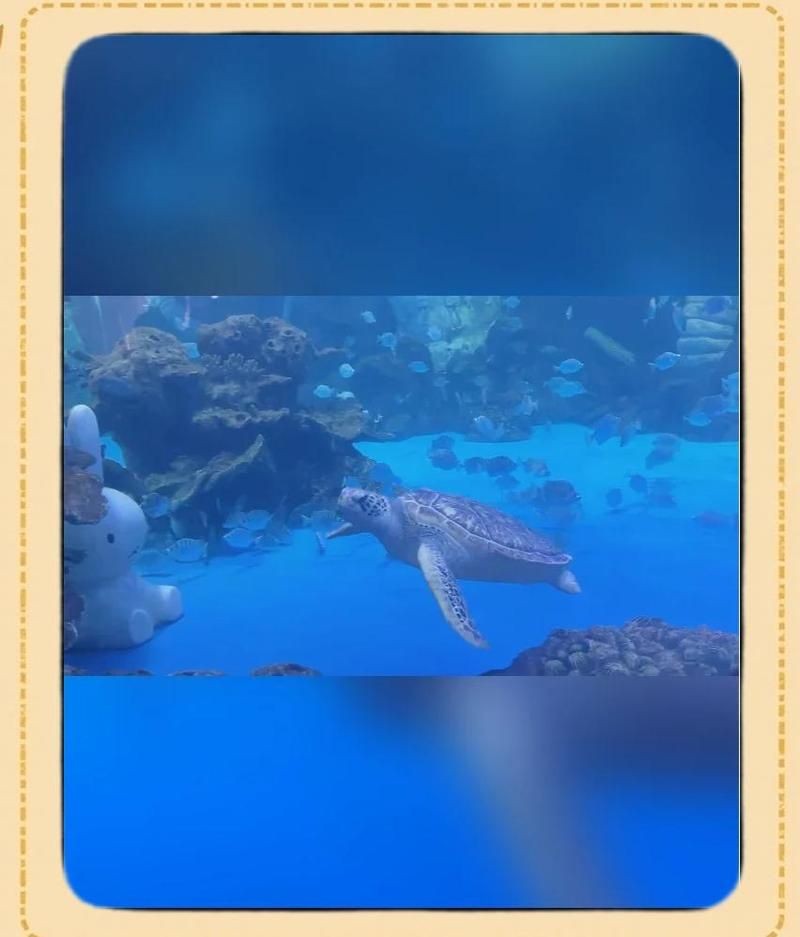 延安水族店：延安市寶塔區高小華水族館 延安水族店：延安市寶塔區高小華水族館 全國水族館企業名錄 第5張