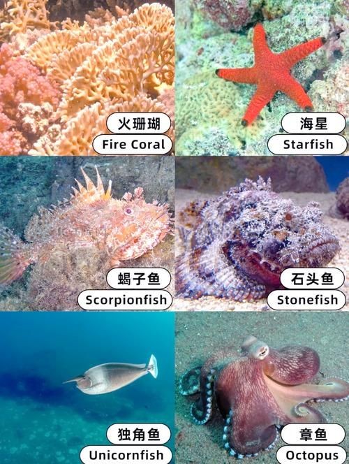 魚缸加熱棒哪個牌子好，日本魚缸加熱棒什么牌子好魚缸加熱棒什么牌子好