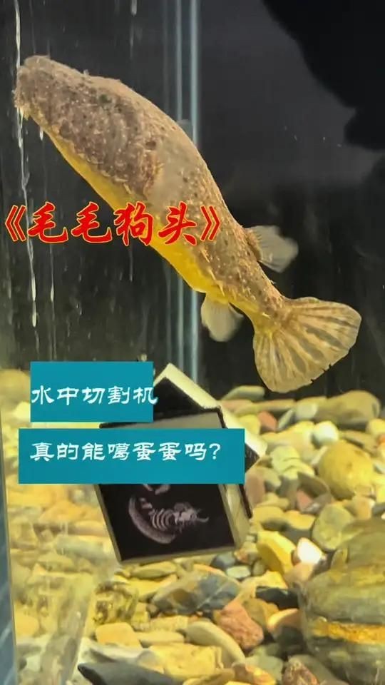 狗頭魚最兇的：毛毛狗頭魚的兇猛品種，毛毛狗頭的兇猛程度遠超其他同類