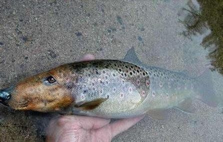 狗頭魚最兇的：毛毛狗頭魚的兇猛品種，毛毛狗頭的兇猛程度遠超其他同類