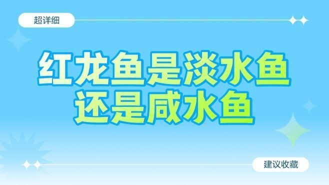 紅龍魚哪個產地最好：探秘印尼紅龍魚原產地