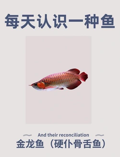 紅龍魚蒙眼最怕三個東西圖片：紅龍魚蒙眼怎么辦