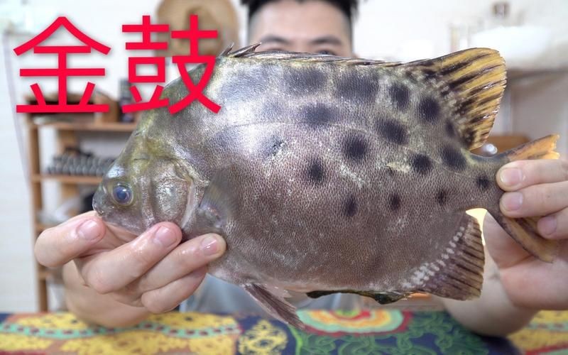 金老虎魚又叫什么名字,圖片大全：日本展出罕見老虎魚通體金黃引游客圍觀(圖)