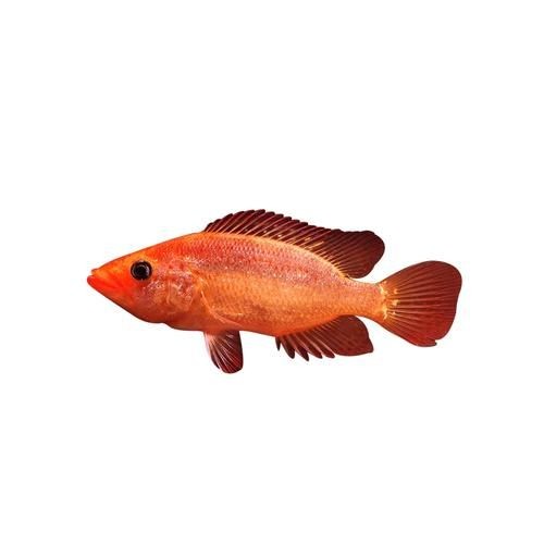 金老虎魚又叫什么名字,圖片大全：日本展出罕見老虎魚通體金黃引游客圍觀(圖)