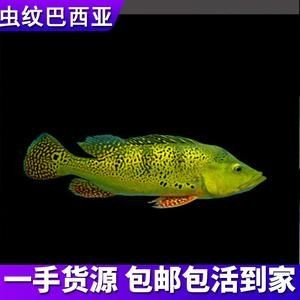 金老虎魚又叫什么名字,圖片大全：日本展出罕見老虎魚通體金黃引游客圍觀(圖)