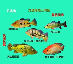 金老虎魚又叫什么名字,圖片大全：日本展出罕見老虎魚通體金黃引游客圍觀(圖)
