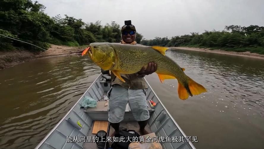 金老虎魚又叫什么名字,圖片大全：日本展出罕見老虎魚通體金黃引游客圍觀(圖)