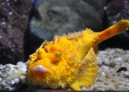 金老虎魚又叫什么名字,圖片大全：日本展出罕見老虎魚通體金黃引游客圍觀(圖)