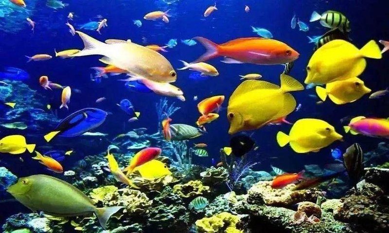 太原水族店：00后“水族王子”創業史太原水族工廠店千萬別買這家