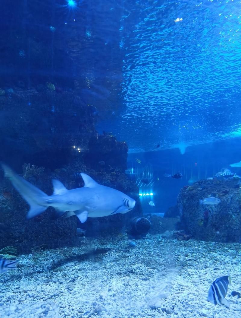 太原水族店：00后“水族王子”創業史太原水族工廠店千萬別買這家