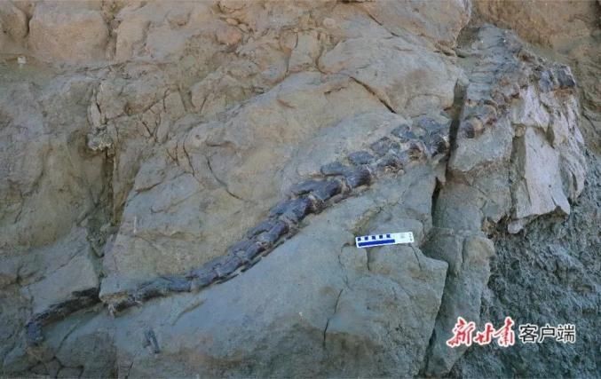 金川龍：探秘金川龍——《甘肅日報》整版揭秘