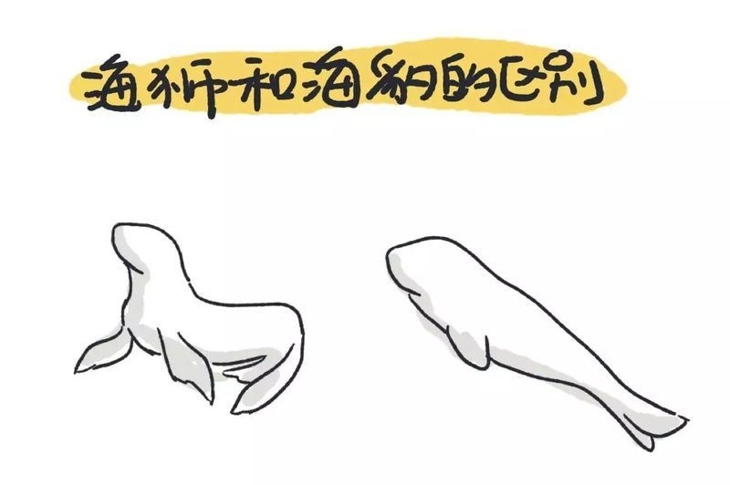 海象長什么樣子：海洋哺乳)odobenusrosmarusrosmarus)