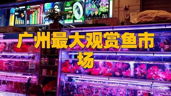 廣州最大的觀賞魚批發市場：廣州拍照探訪廣州最大花鳥魚蟲市場蟹蟹libra美如畫