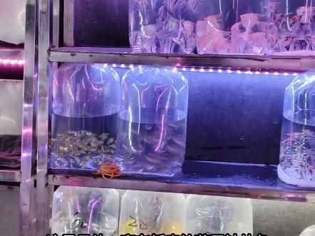 廣州最大的觀賞魚批發市場：廣州拍照探訪廣州最大花鳥魚蟲市場蟹蟹libra美如畫