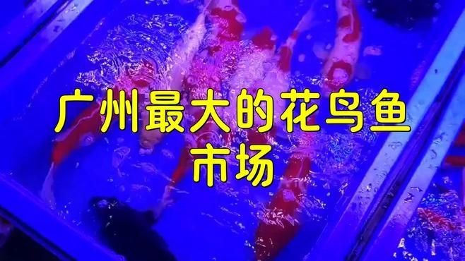 廣州最大的觀賞魚批發市場：廣州拍照探訪廣州最大花鳥魚蟲市場蟹蟹libra美如畫