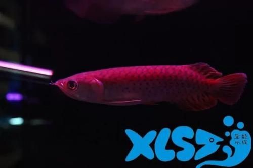 號半紅龍魚圖片：“號半紅龍魚”經(jīng)典圖片展開詳細(xì)解讀號半紅龍魚24