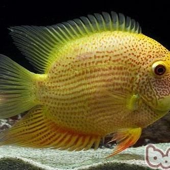 金波蘿魚是觀賞魚嗎：金波蘿魚（滇池金線鲃(金線魚）適合混養嗎