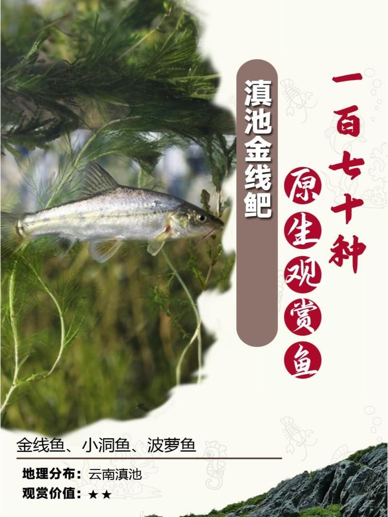 金波蘿魚是觀賞魚嗎：金波蘿魚（滇池金線鲃(金線魚）適合混養嗎