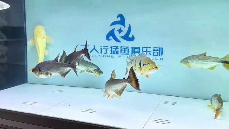 哥倫比亞巨暴魚(yú)單養(yǎng)還是混養(yǎng)：哥倫比亞巨暴魚(yú)單養(yǎng)與混養(yǎng)哪個(gè)更適合新手？