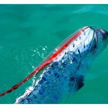 海龍王是什么魚：“海龍王”與傳說中的“海龍王”