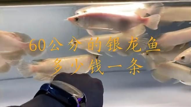 60公分的銀龍魚多少錢：60公分的銀龍魚價(jià)格是多少