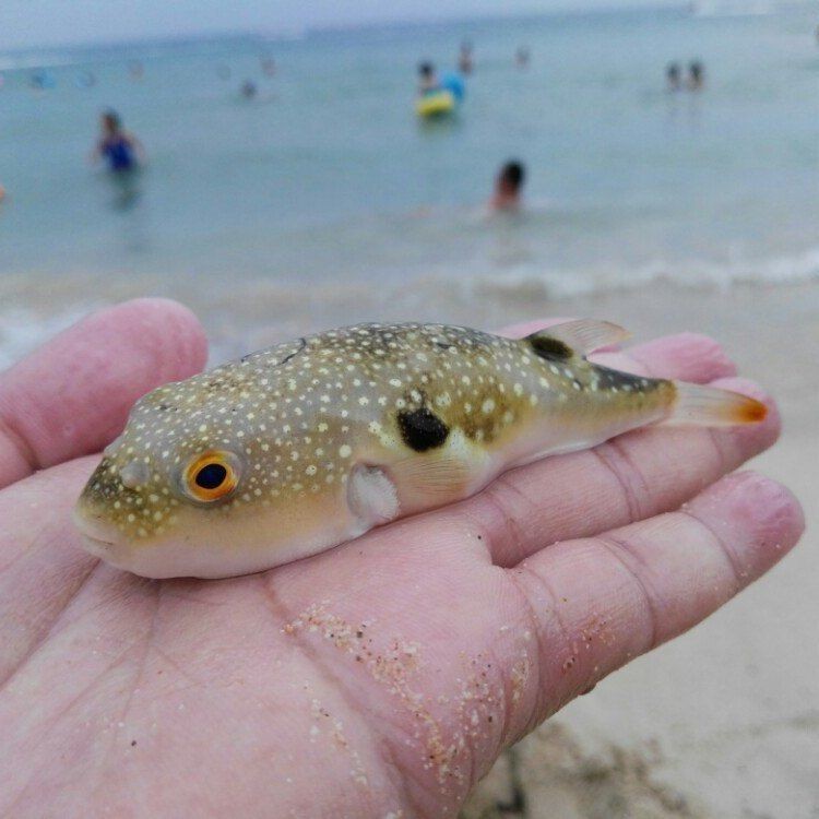 狗頭魚攻擊性最強品種：狗頭魚和皇冠狗頭魚的攻擊性最強的品種及其特點分析