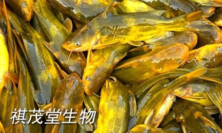 腹水的魚(yú)大概多久會(huì)死：魚(yú)類腹水一般能活幾天