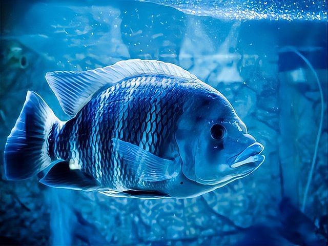 金鳳銀鳳魚是兇猛魚嗎：金鳳銀鳳魚和銀鳳魚混養最佳金鳳魚和哪些魚混養最佳