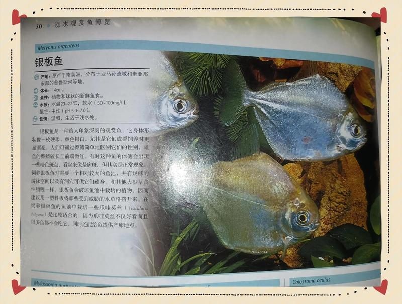 金鳳銀鳳魚是兇猛魚嗎：金鳳銀鳳魚和銀鳳魚混養最佳金鳳魚和哪些魚混養最佳