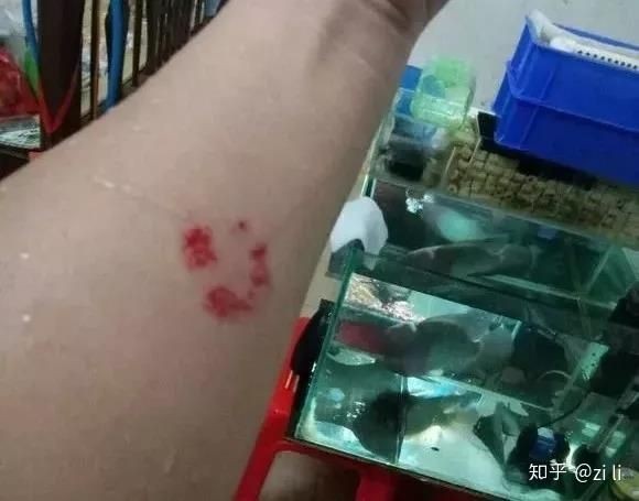 狗頭魚戰斗力排行：狗頭魚的戰斗力排行 狗頭魚戰斗力排行：狗頭魚的戰斗力排行 龍魚論壇 第1張