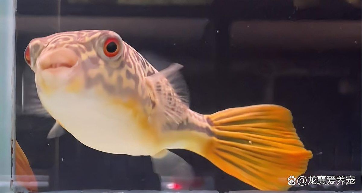 狗頭魚戰斗力排行：狗頭魚的戰斗力排行 狗頭魚戰斗力排行：狗頭魚的戰斗力排行 龍魚論壇 第13張