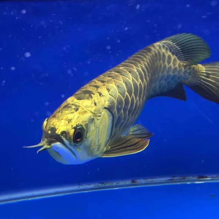120長60寬的魚缸能養(yǎng)龍魚嗎：120cm長×60cm寬的魚缸能否飼養(yǎng)龍魚