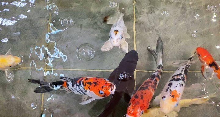揭陽魚缸維護：揭陽地區魚缸科學維護全攻略