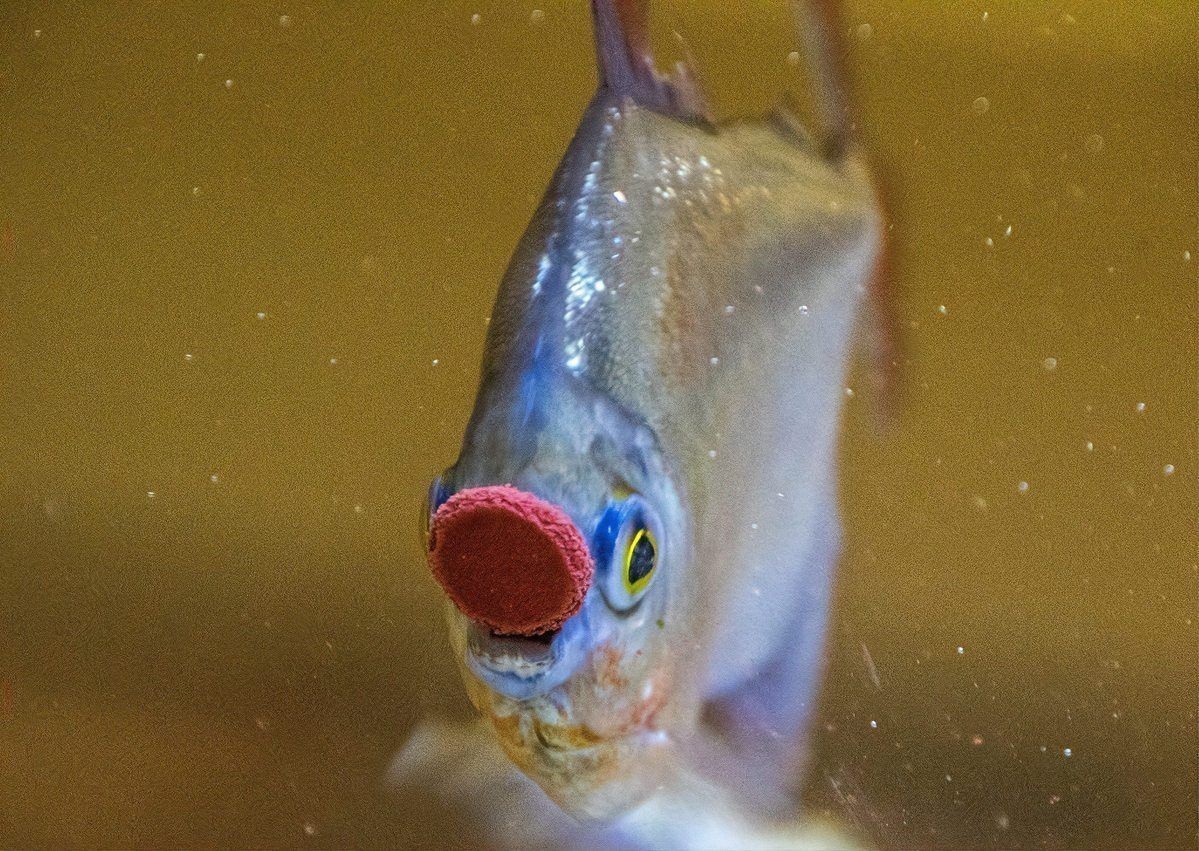 紅龍魚老了會認主人嗎：養魚老道神秘水族明星龍魚為何令人著迷紅龍魚會認主人嗎