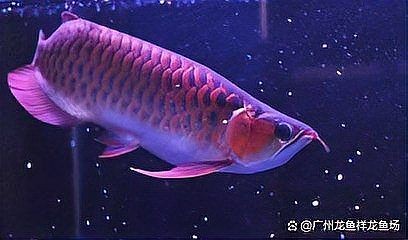 紅龍魚老了會認主人嗎：養魚老道神秘水族明星龍魚為何令人著迷紅龍魚會認主人嗎
