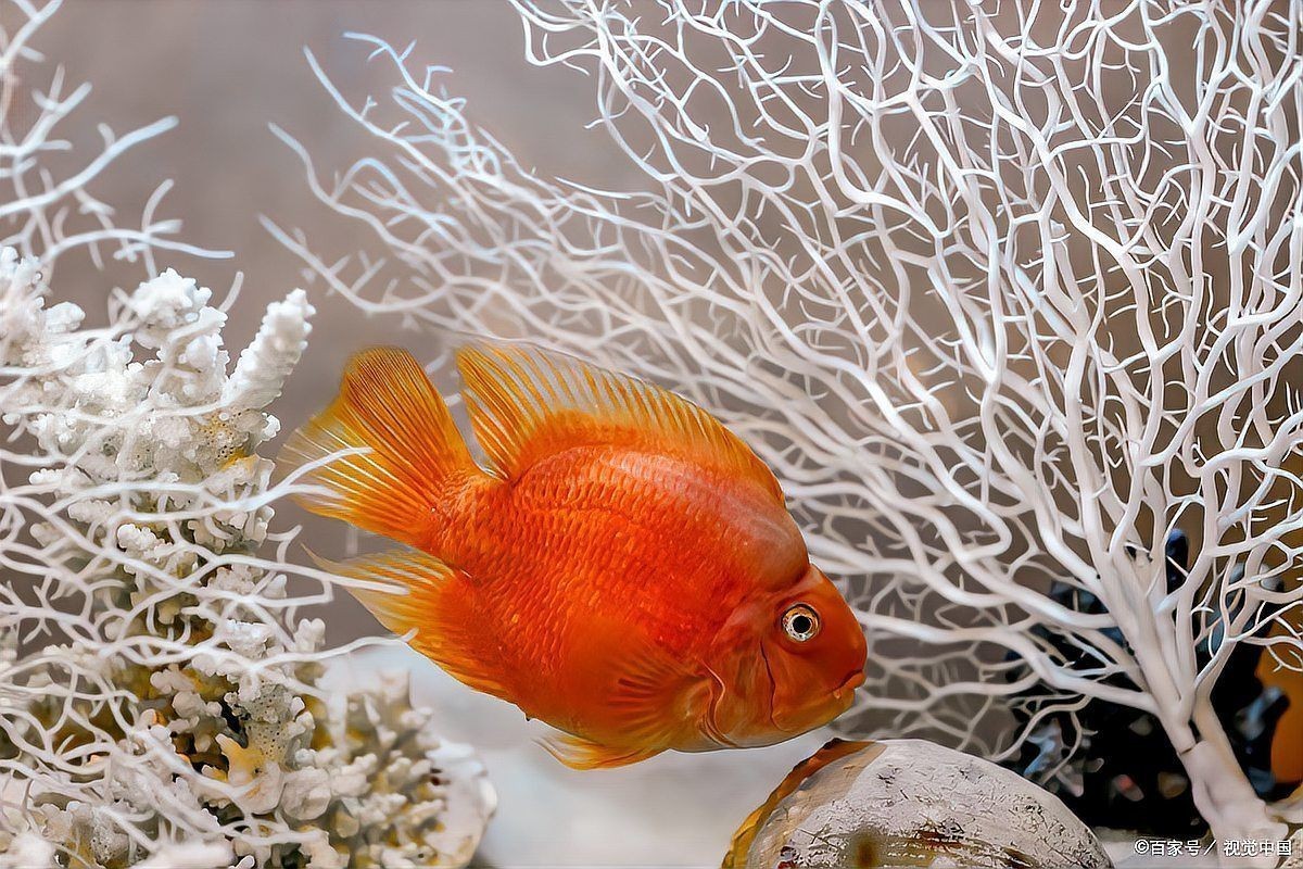 紅龍魚老了會認主人嗎：養魚老道神秘水族明星龍魚為何令人著迷紅龍魚會認主人嗎