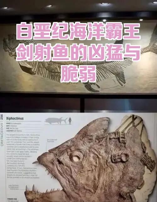 劍射魚圖片：劍射魚與鄧氏魚哪個(gè)更厲害白堊紀(jì)劍射魚與鄧氏魚哪個(gè)更厲害