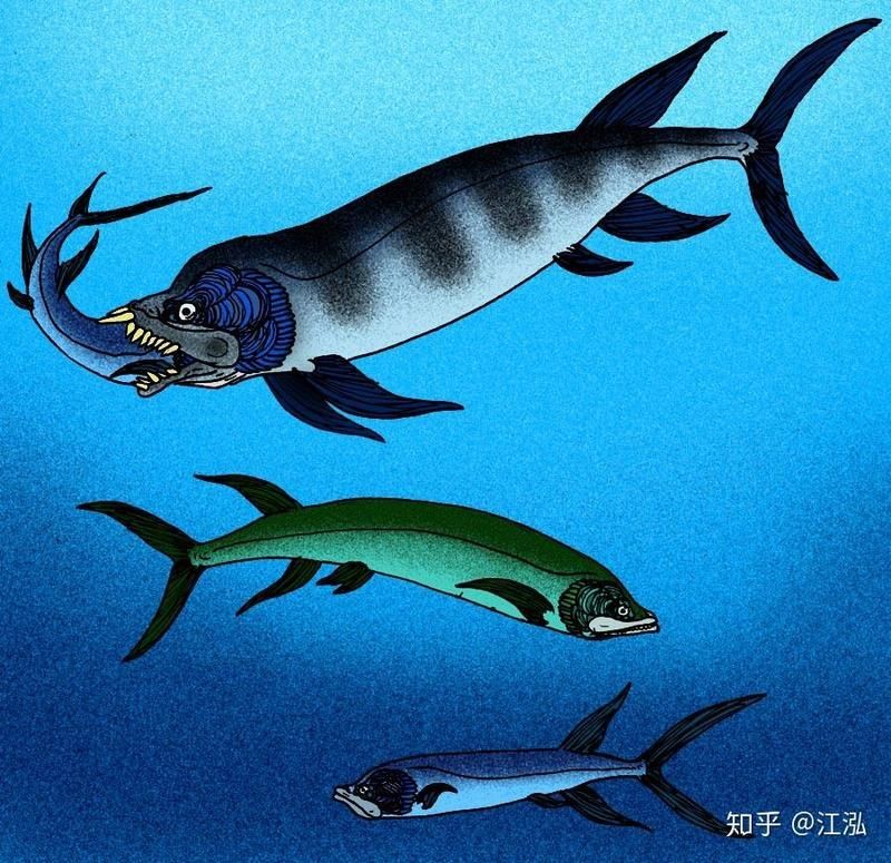 劍射魚圖片：劍射魚與鄧氏魚哪個(gè)更厲害白堊紀(jì)劍射魚與鄧氏魚哪個(gè)更厲害