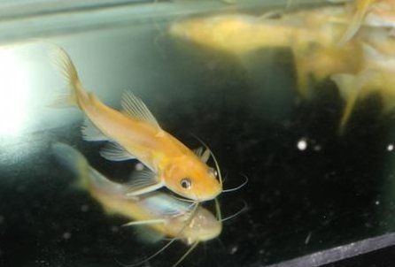 金絲貓魚最忌三種東西：關于金絲貓魚的飼養禁忌